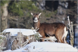 <p>MUFLON (Ovis musimon) Šluknovsko - Harta /Mouflon - Mufflon/</p>
